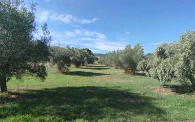Πώληση γης, 5.000 τ.μ., Ωρωπός, 85.000 €